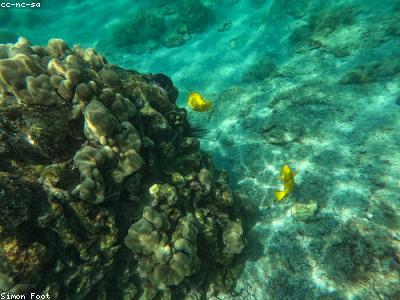 Kit Snorkel Cressi Palau