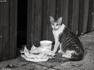 Arena Sanitaria Gatos 10kg
